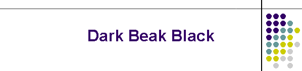 Dark Beak Black