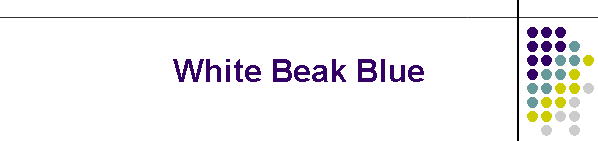 White Beak Blue