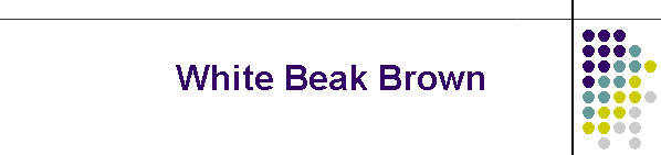 White Beak Brown