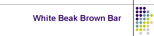 White Beak Brown Bar