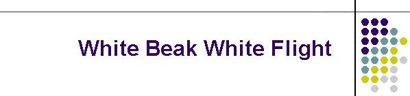 White Beak White Flight